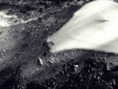 জলবায়ুর পরিবর্তনে সংকটাপন্ন পেঙ্গুইনের দল জলবায়ুর পরিবর্তনে সংকটাপন্ন পেঙ্গুইনের দল