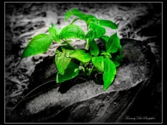 গাছেদের যুদ্ধ ! গাছেদের যুদ্ধ !