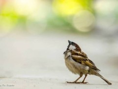 পাখিদের অস্তিত্ব সংকট পাখিদের অস্তিত্ব সংকট