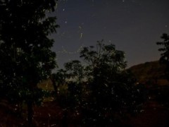 জোনাকি আলোকে জোনাকি আলোকে