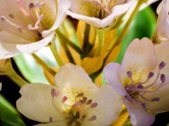 মিউজিয়াম পরিক্রমা – হার্ভার্ডের কাচের ফুল মিউজিয়াম পরিক্রমা – হার্ভার্ডের কাচের ফুল