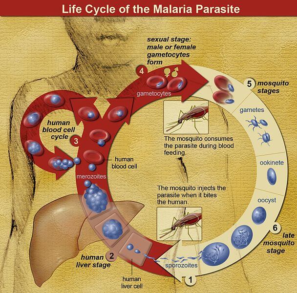 malaria1
