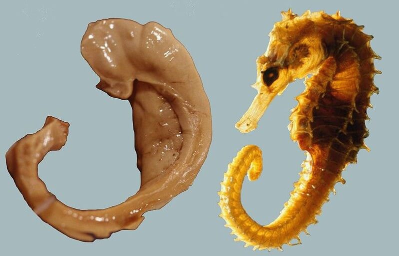 Hippocampus_and_seahorse_cropped