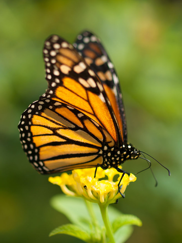 Monarch_butterfly_in_Grand_Canary